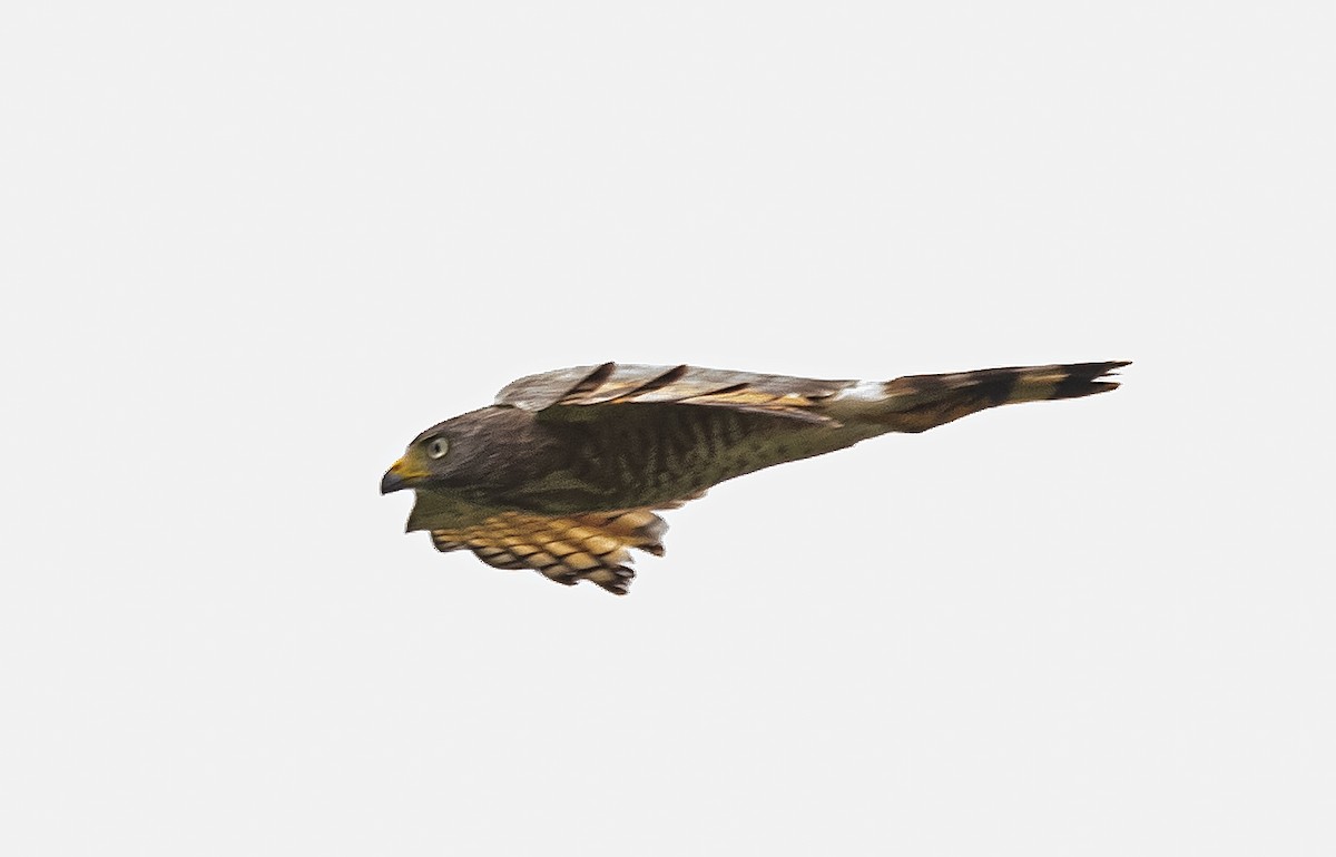 Roadside Hawk - ML620806507