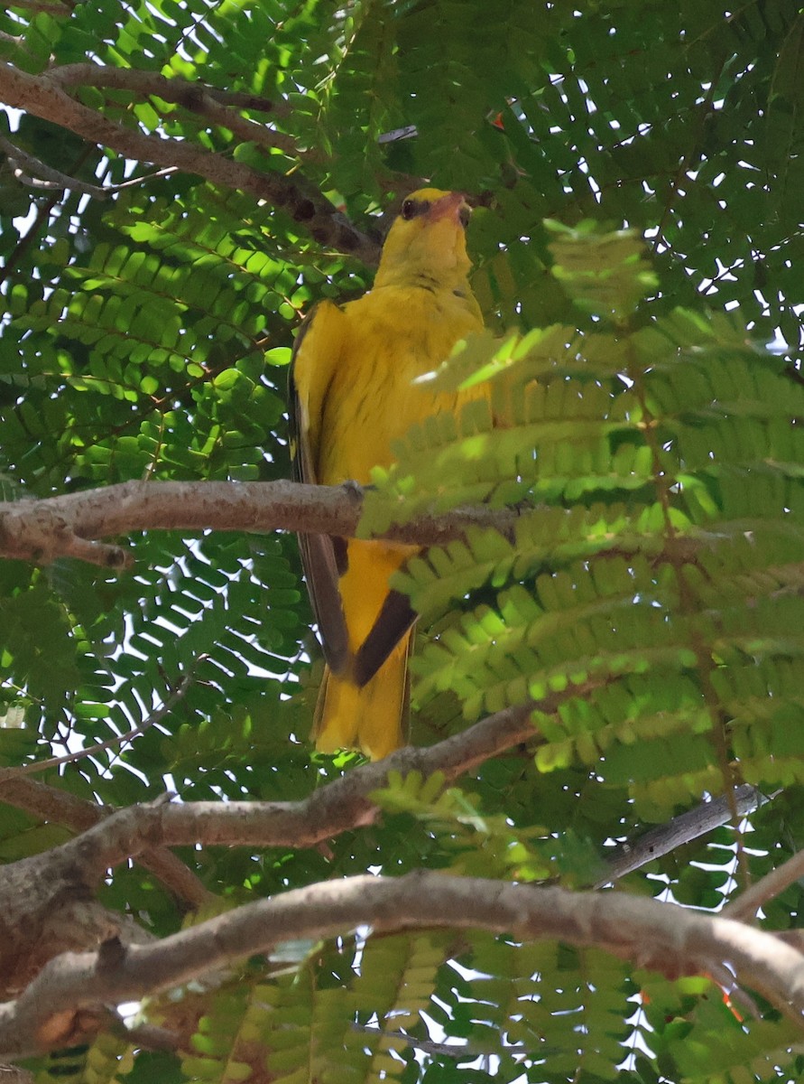 Indian Golden Oriole - Suba S