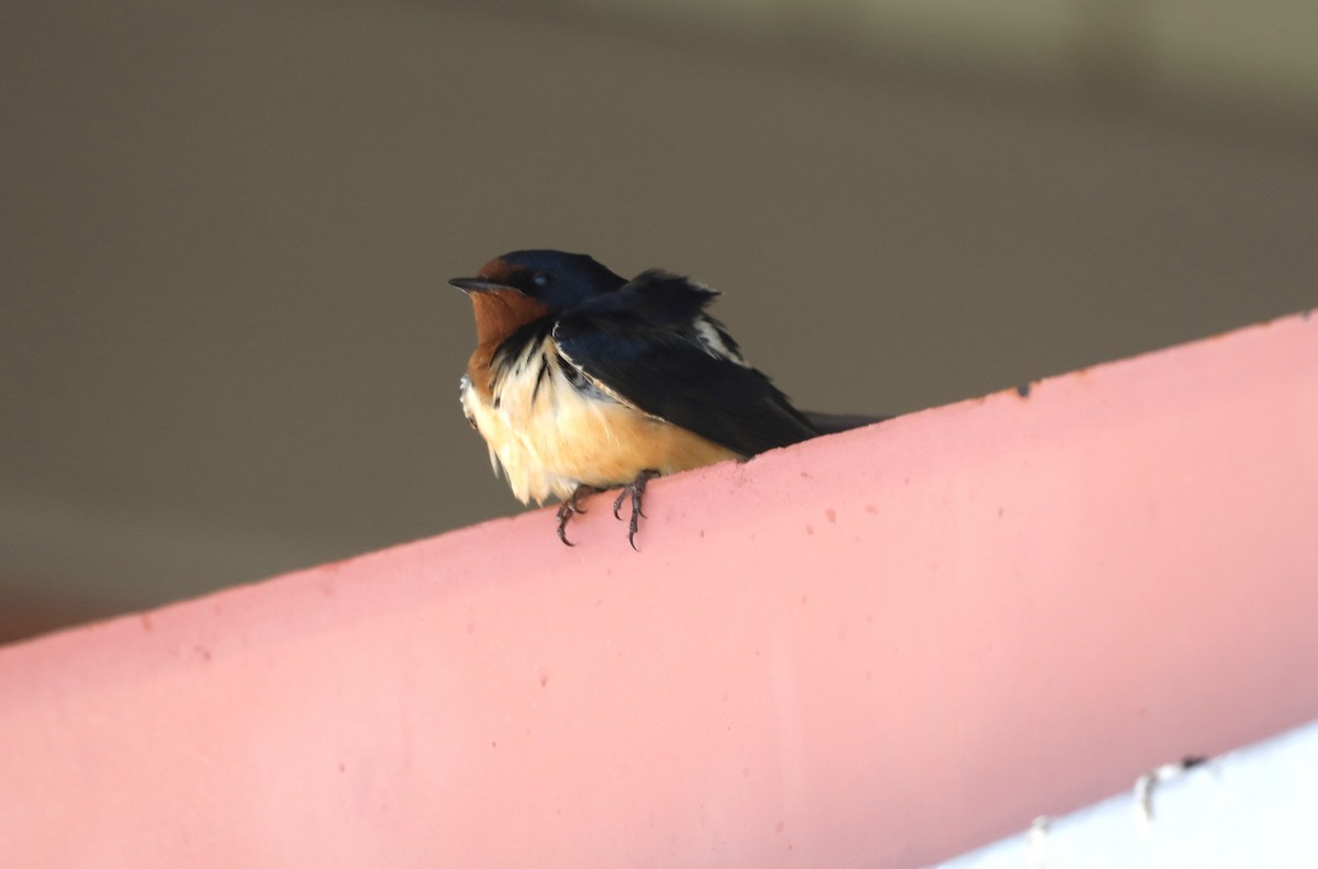 Barn Swallow - ML620806509