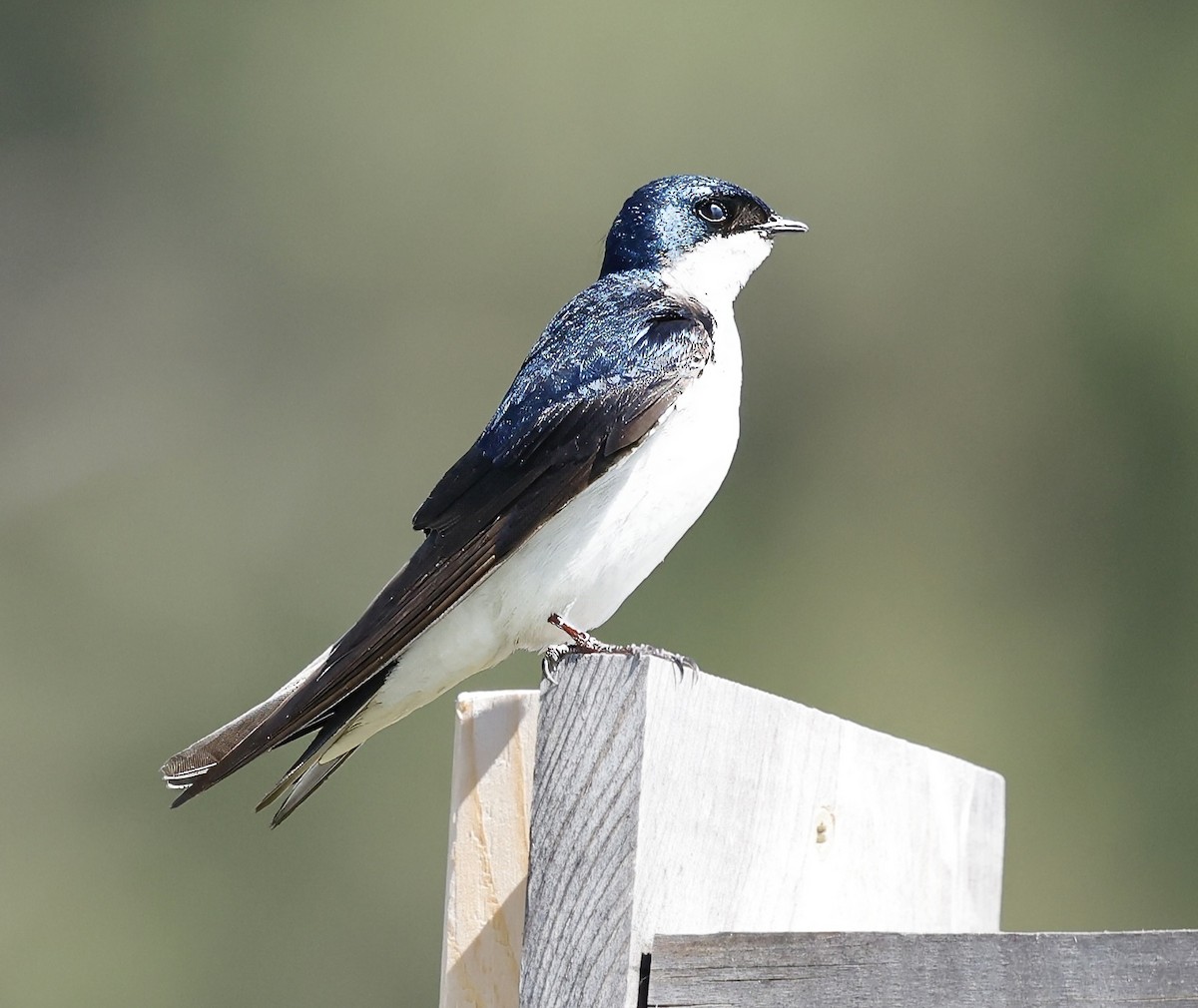 Tree Swallow - ML620806516