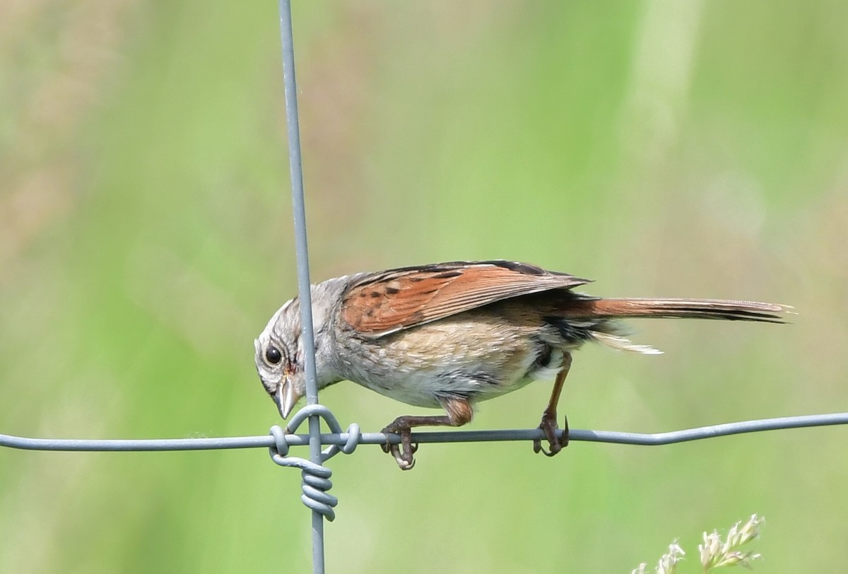 Swamp Sparrow - ML620806517