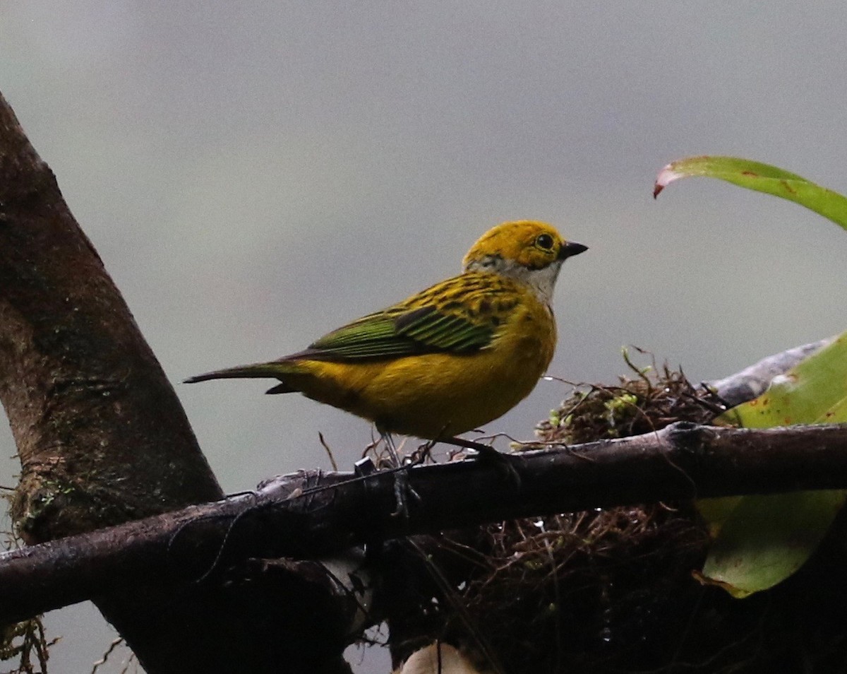 Silver-throated Tanager - ML620806518