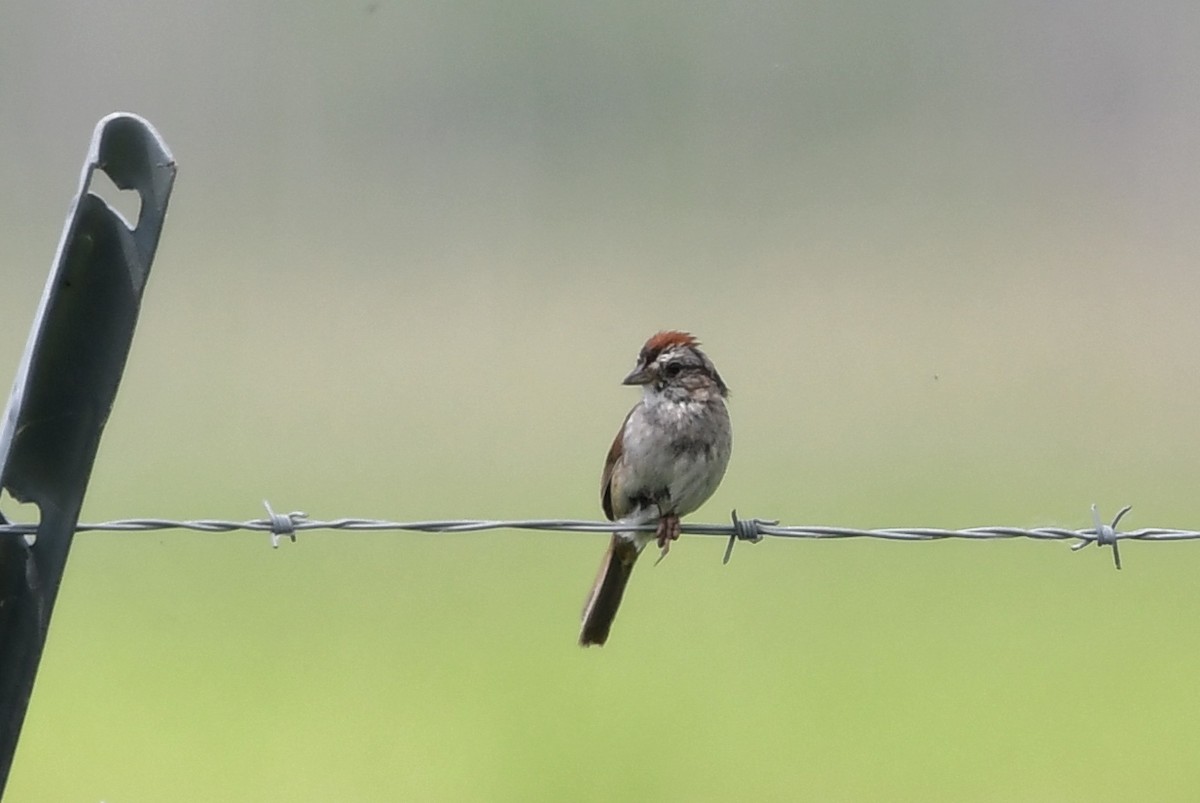 Swamp Sparrow - ML620806522