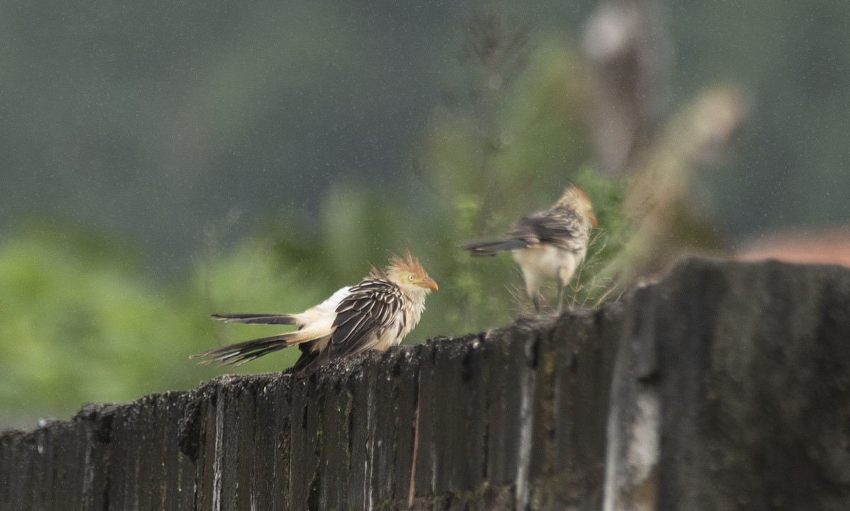 Guira Cuckoo - ML620806523