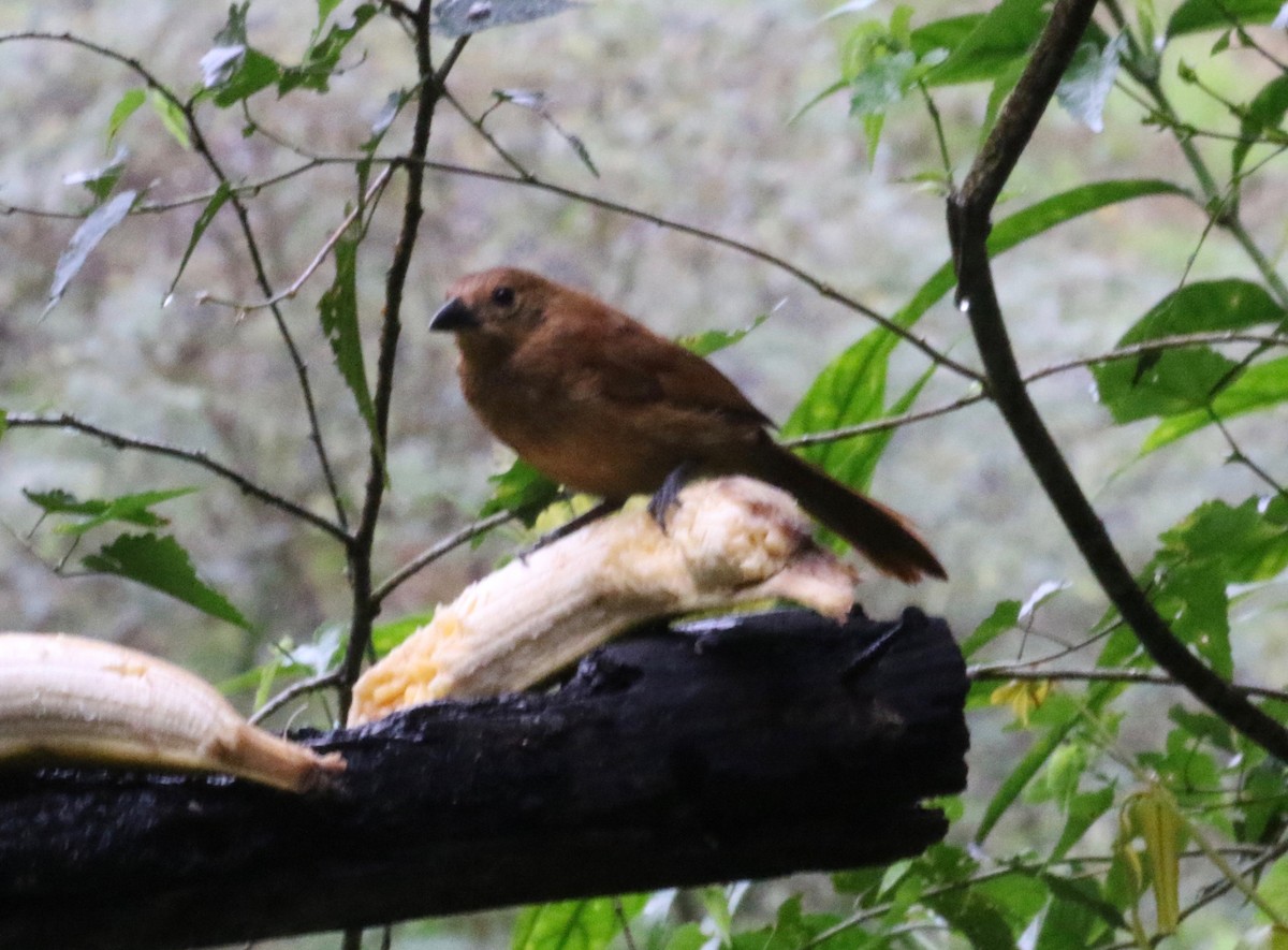 White-lined Tanager - ML620806524