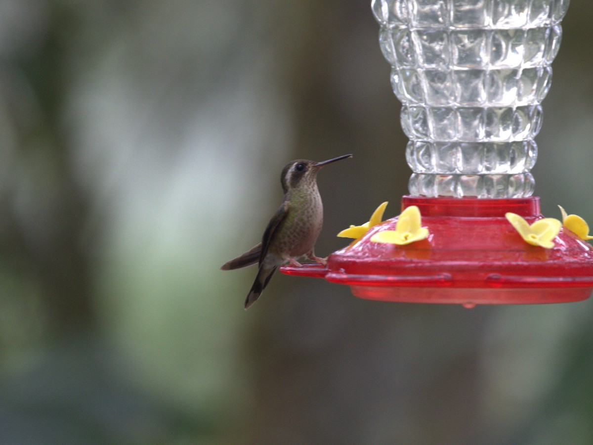 Speckled Hummingbird (maculata) - ML620806526