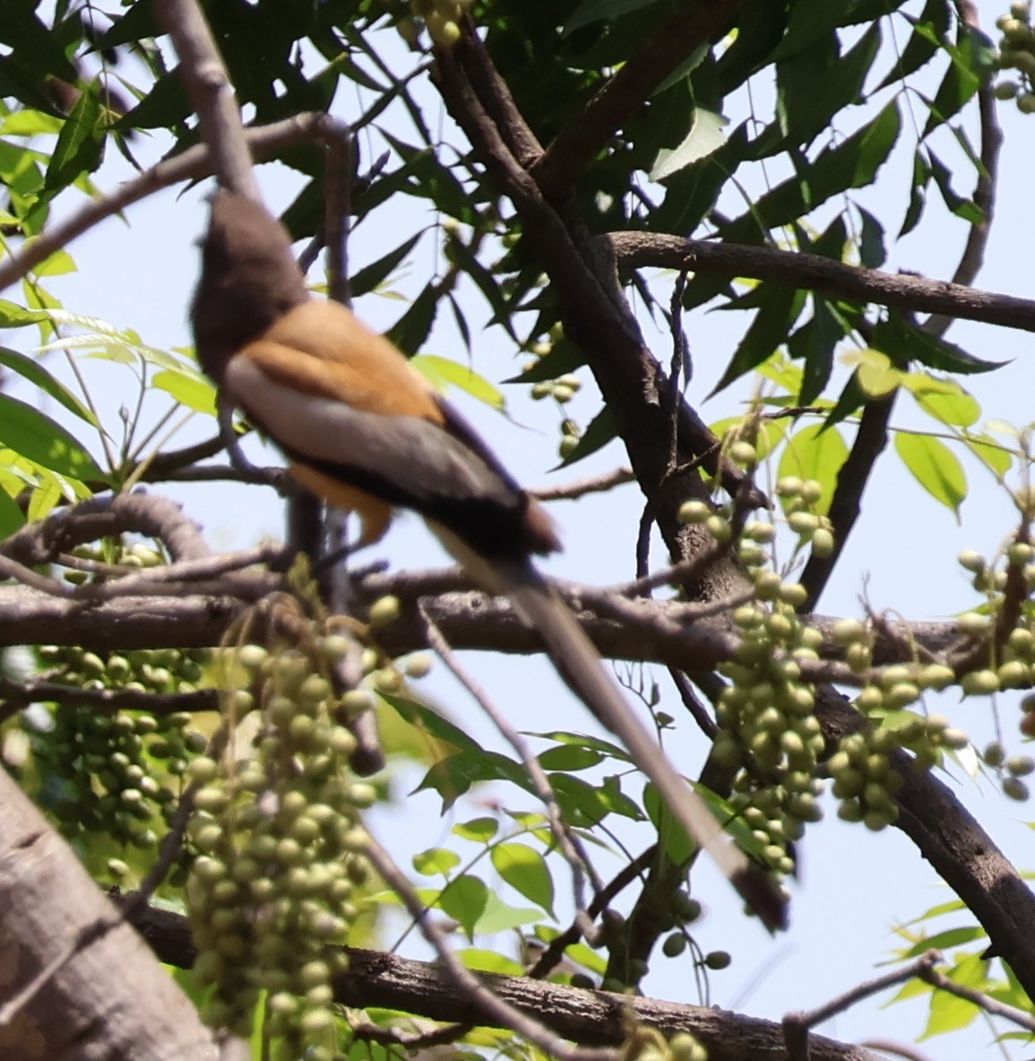 Rufous Treepie - ML620806527