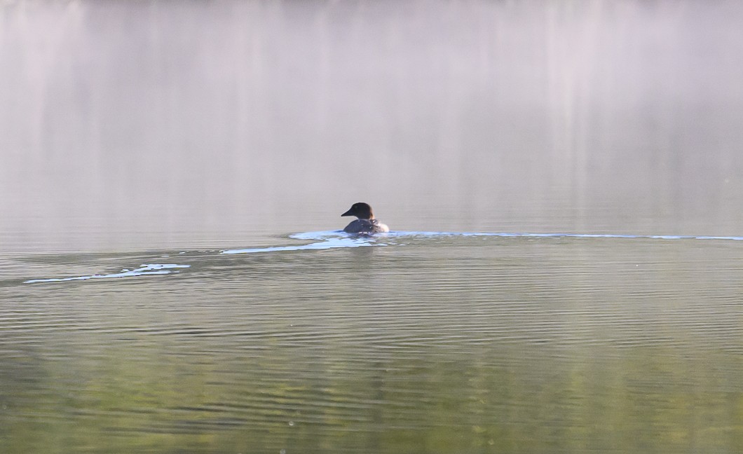 Common Goldeneye - ML620806528