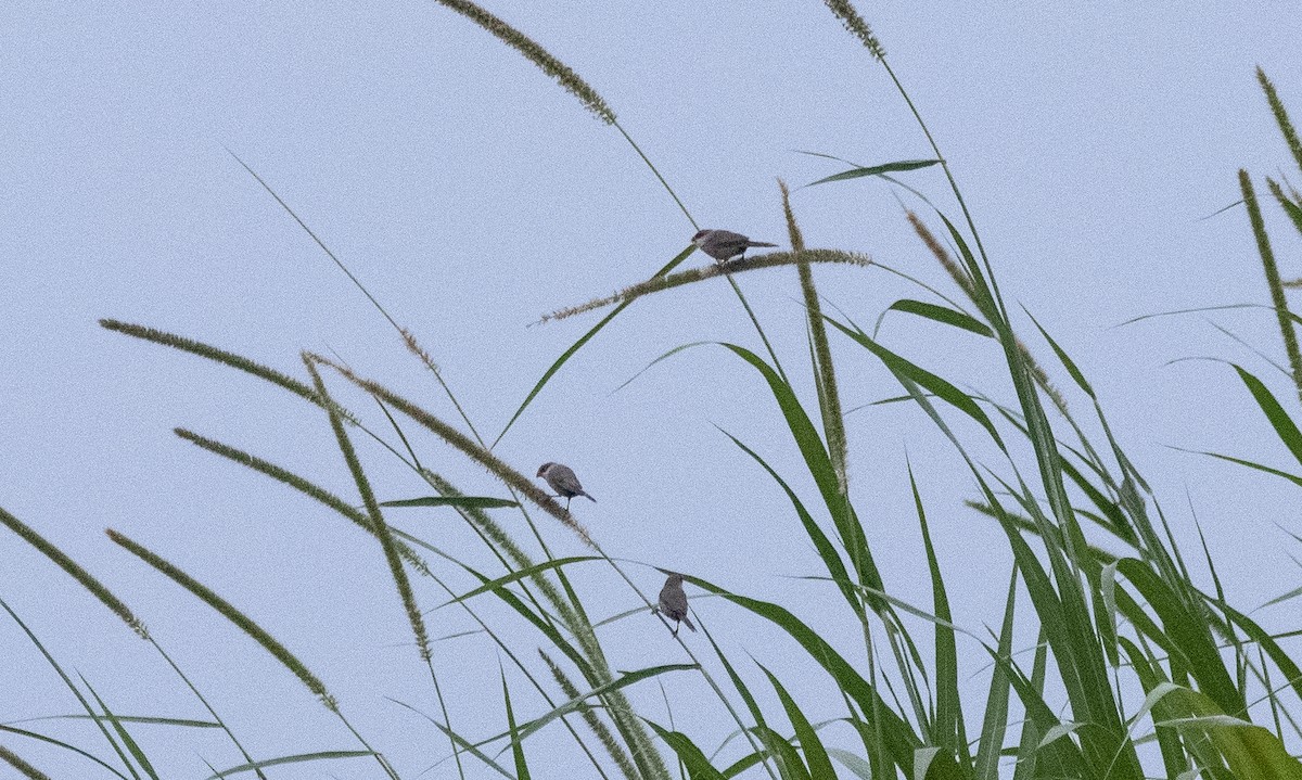 Common Waxbill - ML620806530