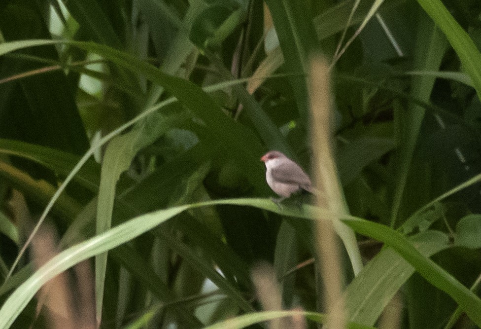 Common Waxbill - ML620806531