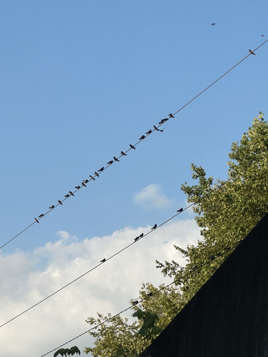 Cliff Swallow - ML620806532