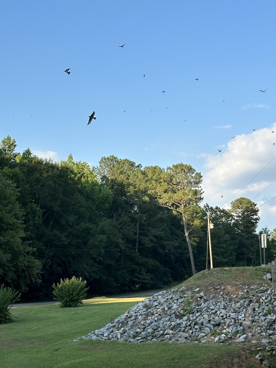 Cliff Swallow - Kim Johnson