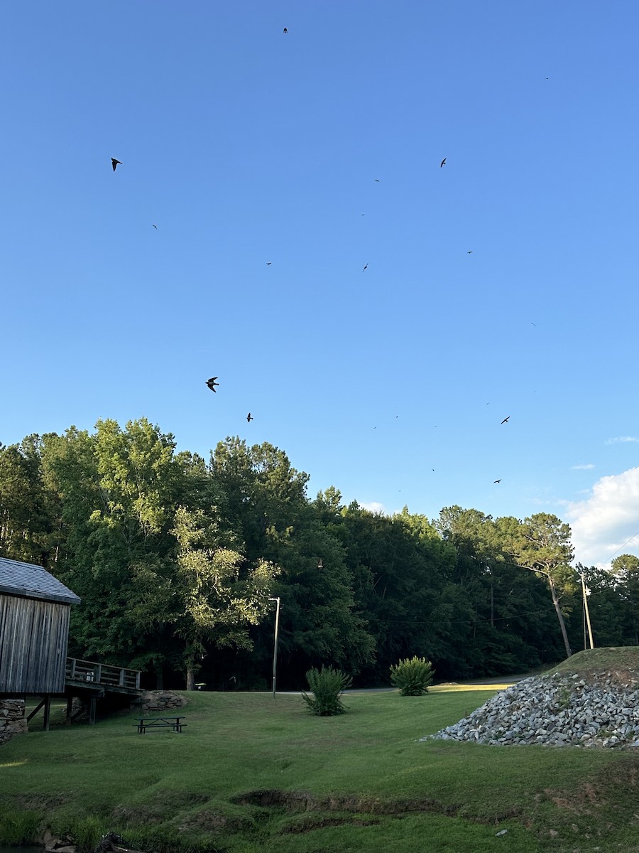 Cliff Swallow - Kim Johnson