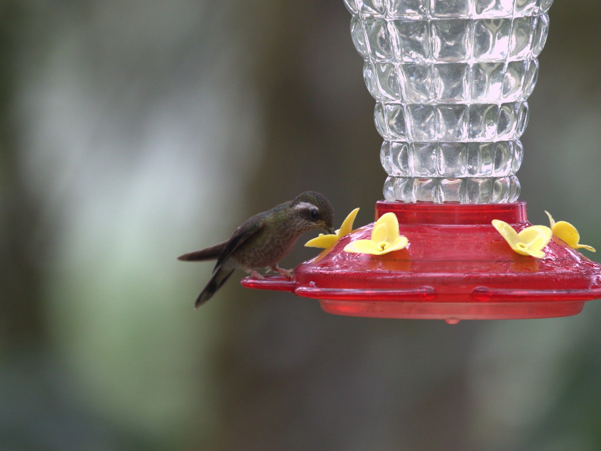 Speckled Hummingbird (maculata) - ML620806539