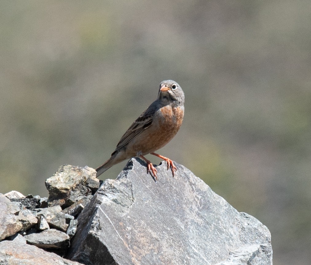 Bruant à cou gris - ML620806540