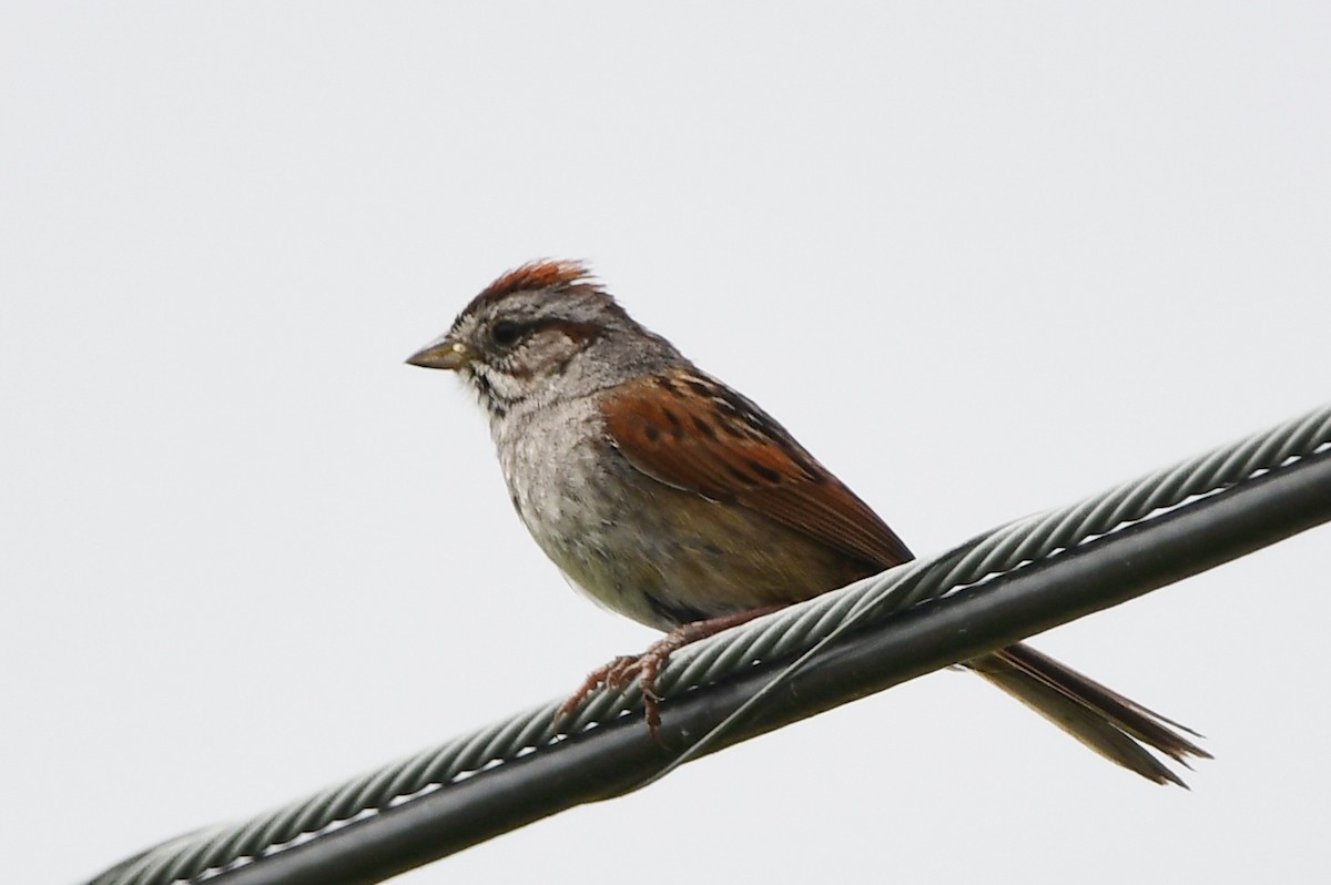 Swamp Sparrow - Michele Chartier