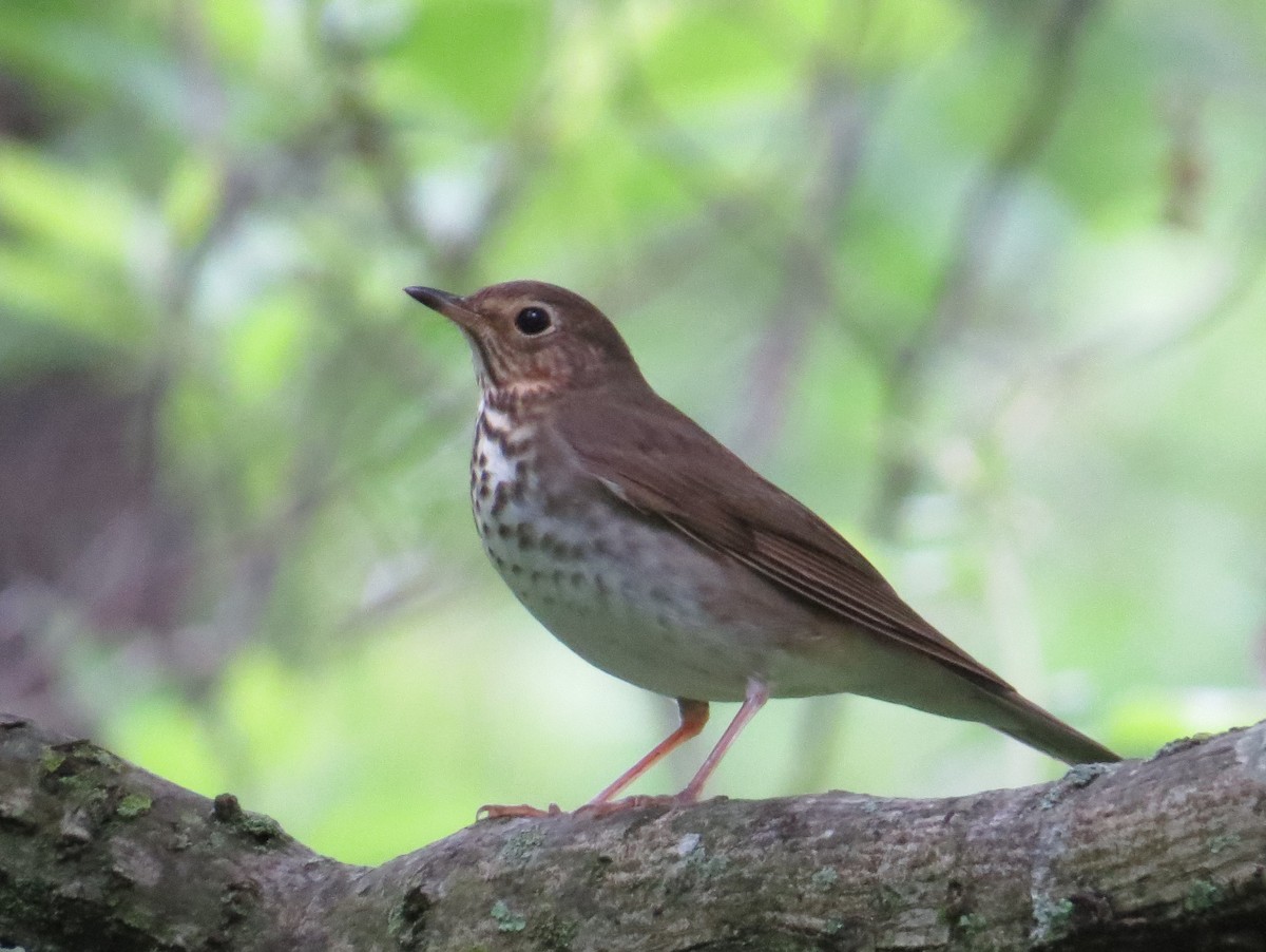 Swainson's Thrush - ML620806548