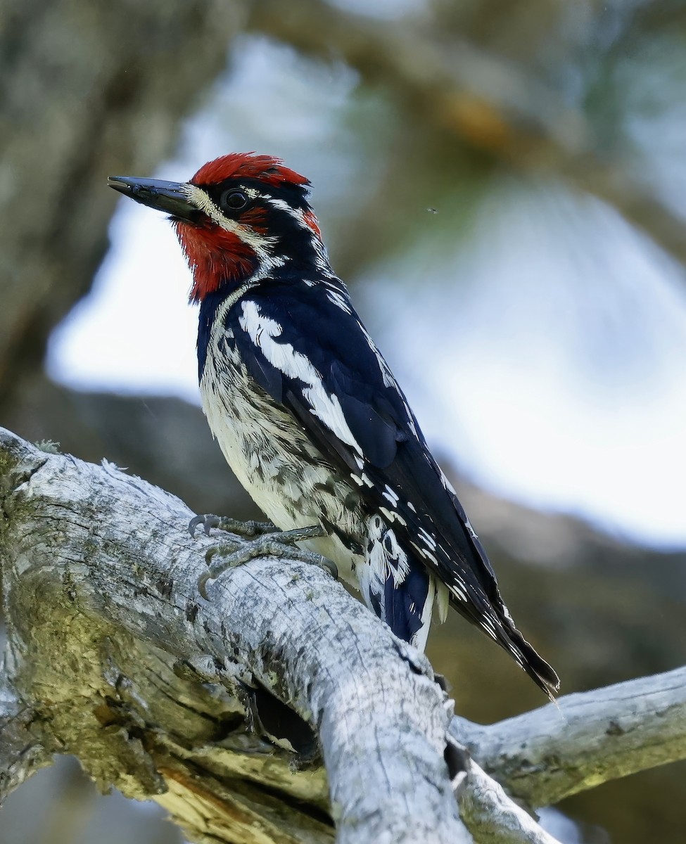 Red-naped Sapsucker - ML620806550