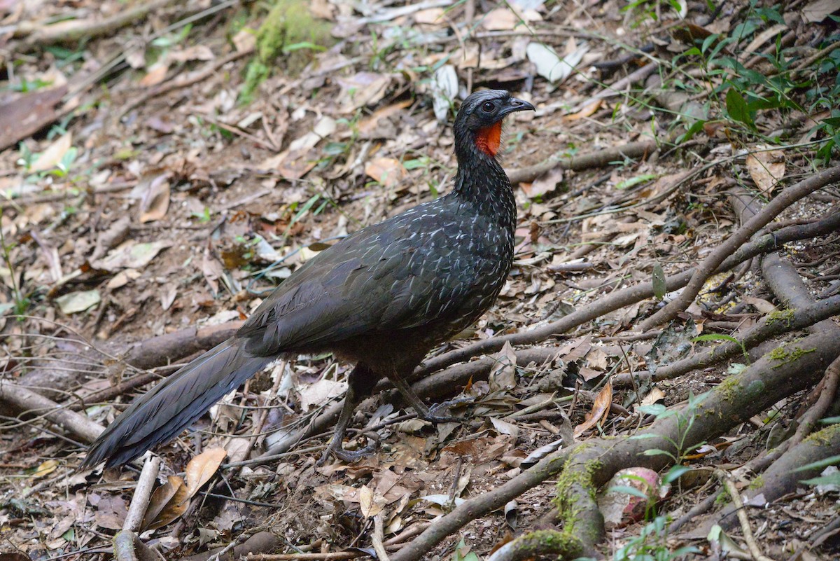 Dusky-legged Guan - ML620806553