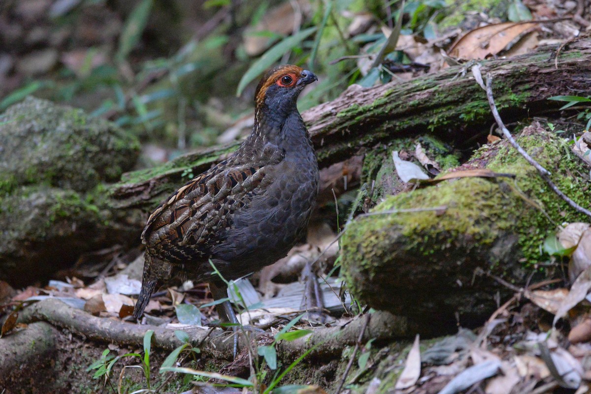 Spot-winged Wood-Quail - ML620806557