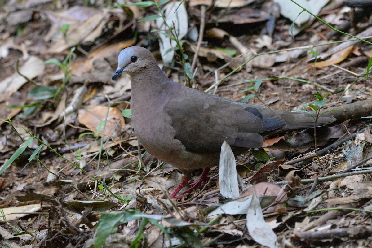 Gray-fronted Dove - ML620806566