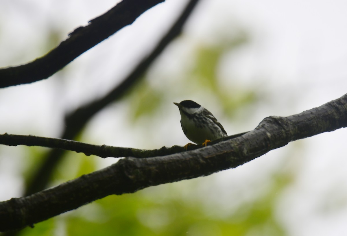 Blackpoll Warbler - ML620806569