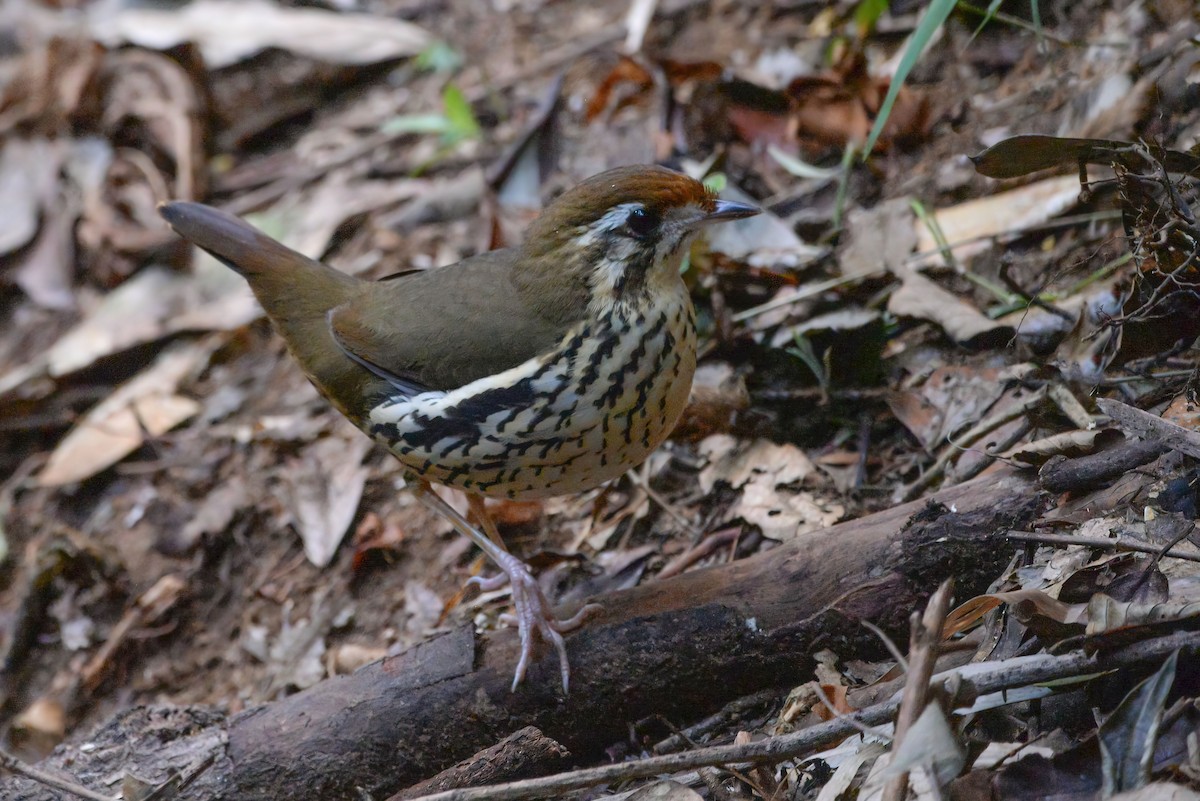 Such's Antthrush - ML620806577