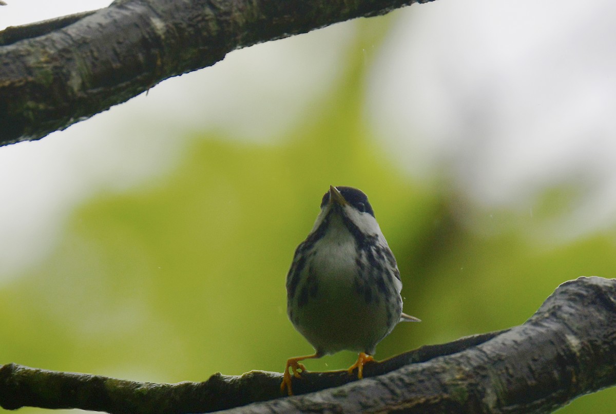 Blackpoll Warbler - Chaiby Leiman