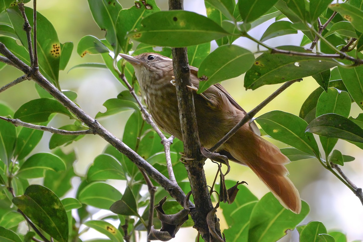 White-browed Foliage-gleaner - ML620806580