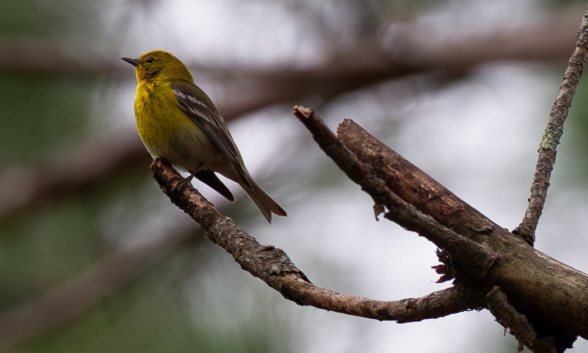 Pine Warbler - ML620806584