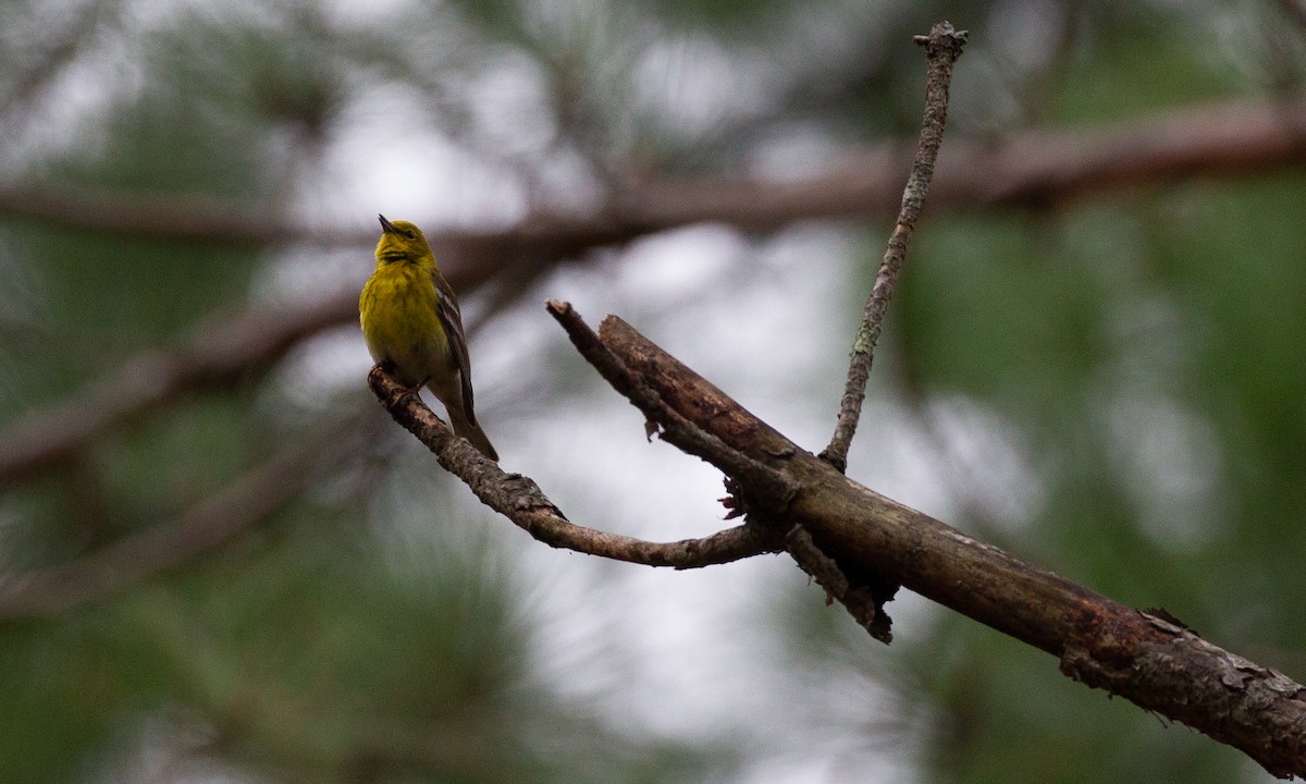 Pine Warbler - ML620806585