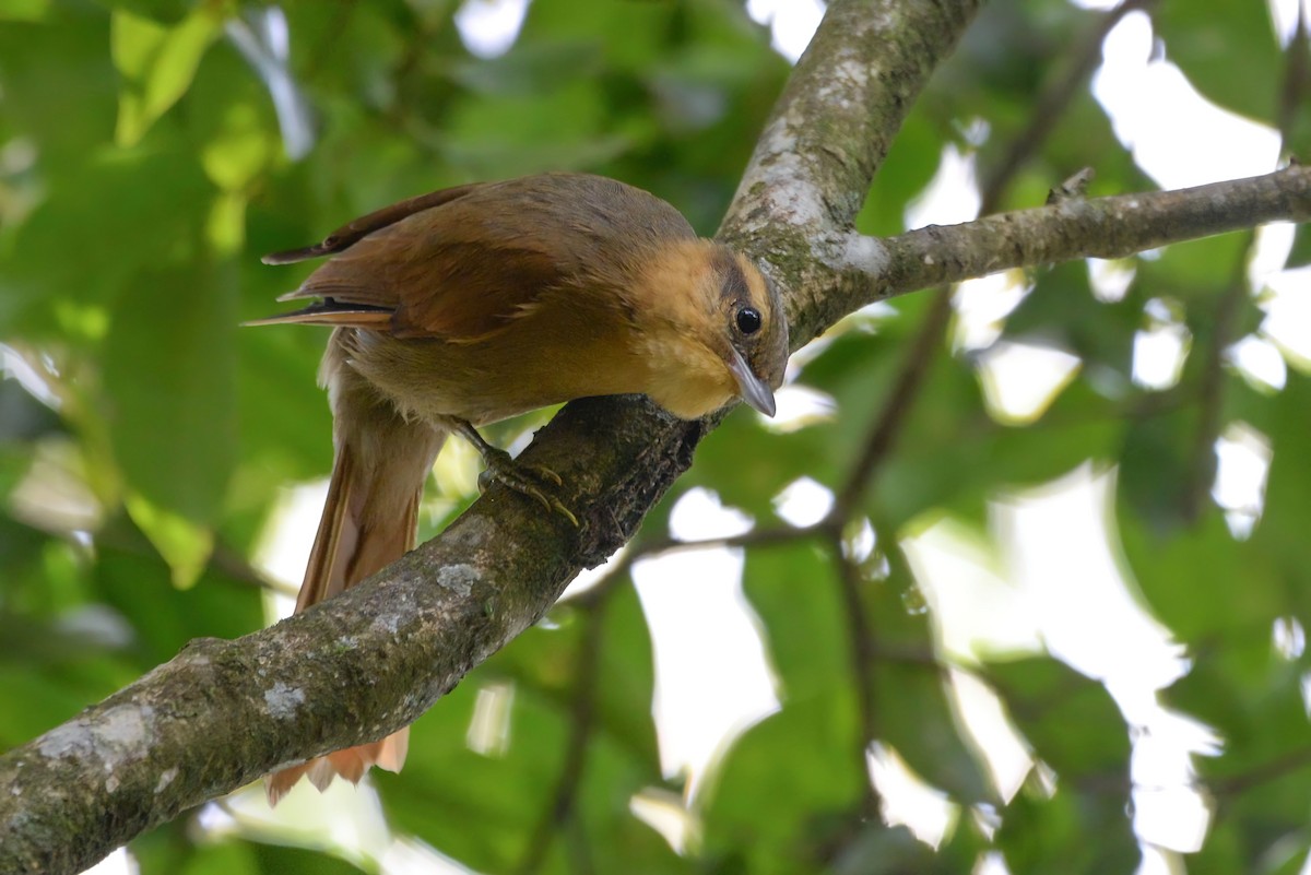 Ochre-breasted Foliage-gleaner - ML620806586