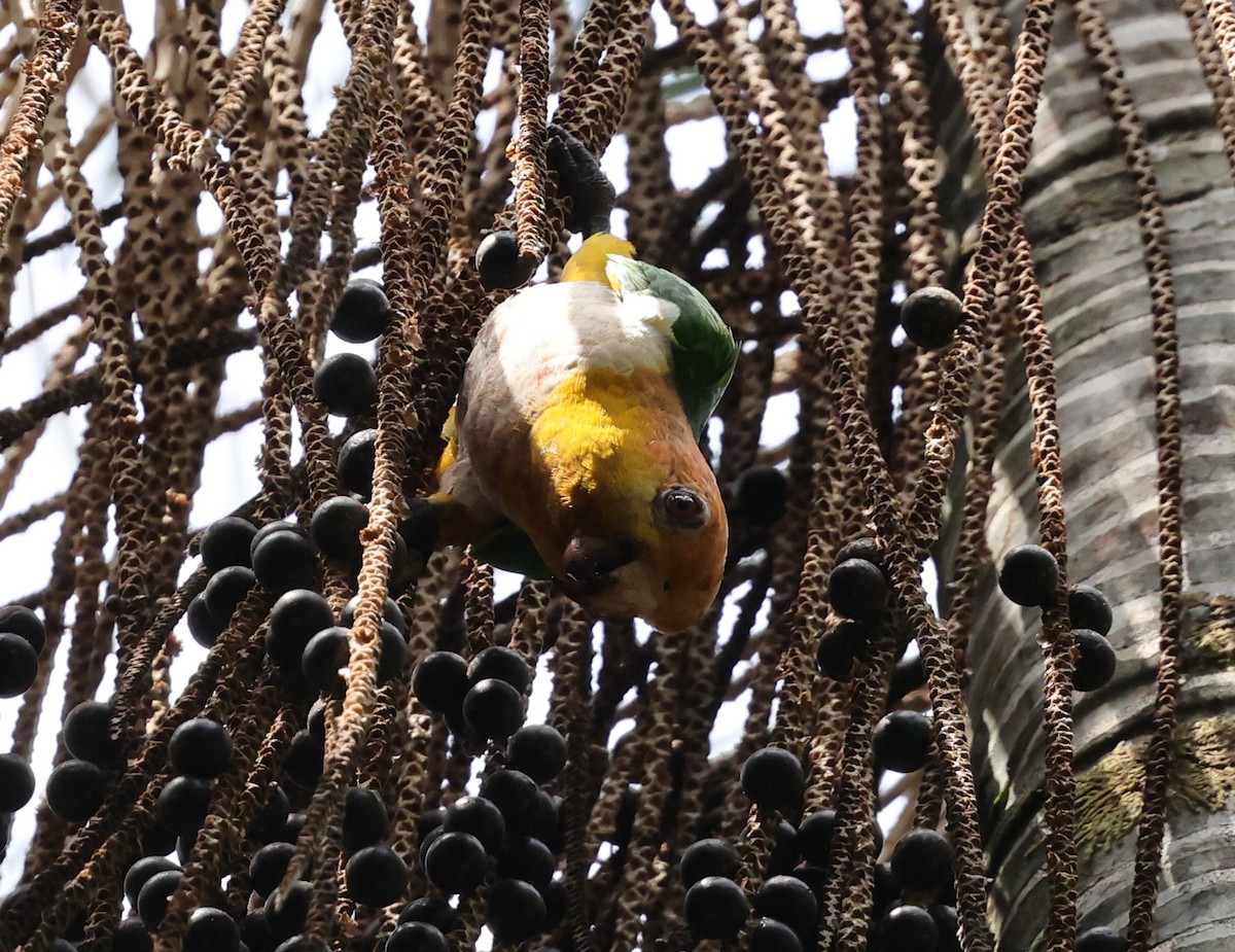 White-bellied Parrot - ML620806591