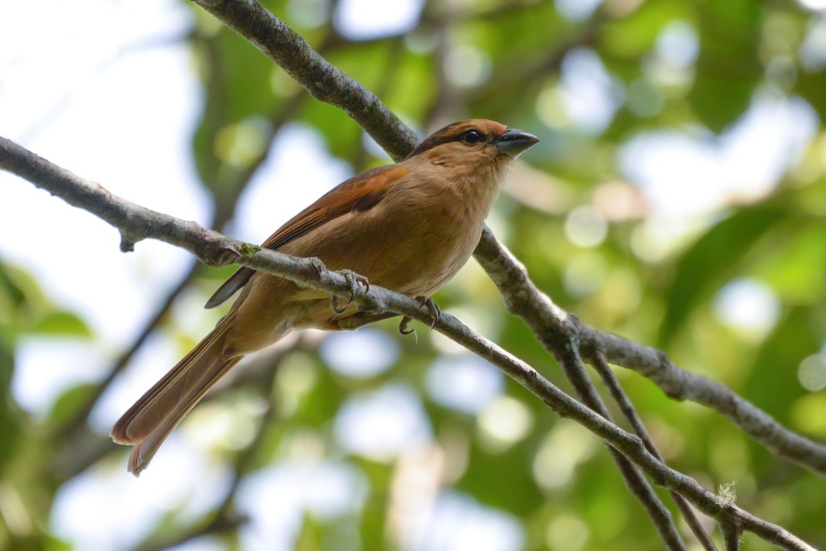 Brown Tanager - ML620806600
