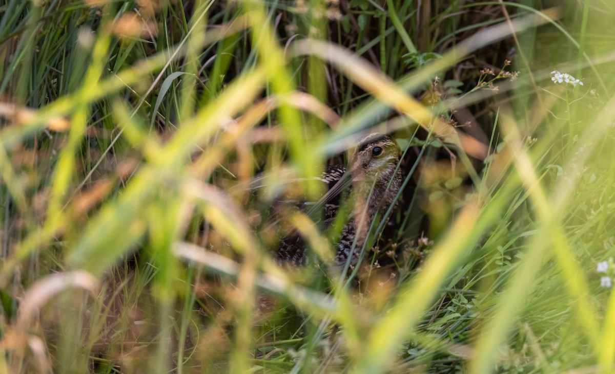 Wilson's Snipe - ML620806624