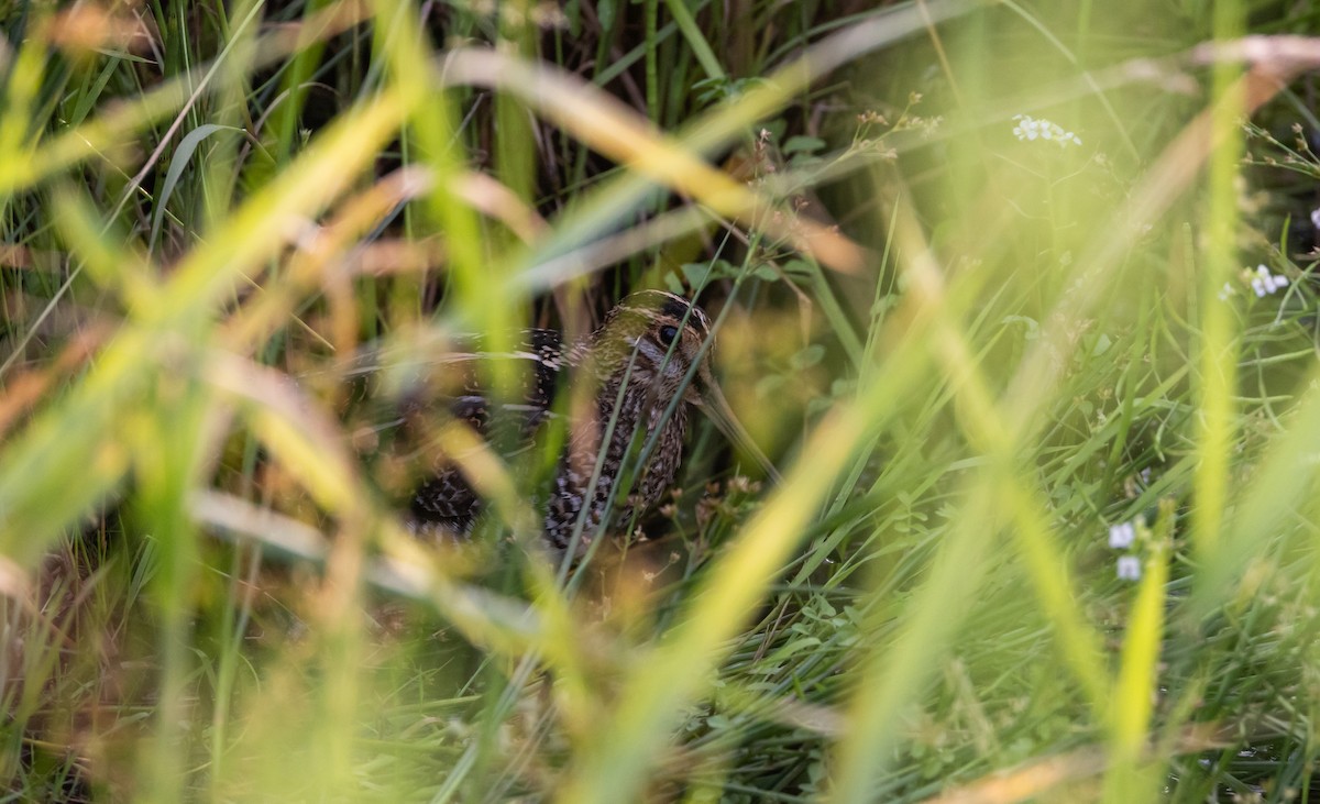 Wilson's Snipe - ML620806627