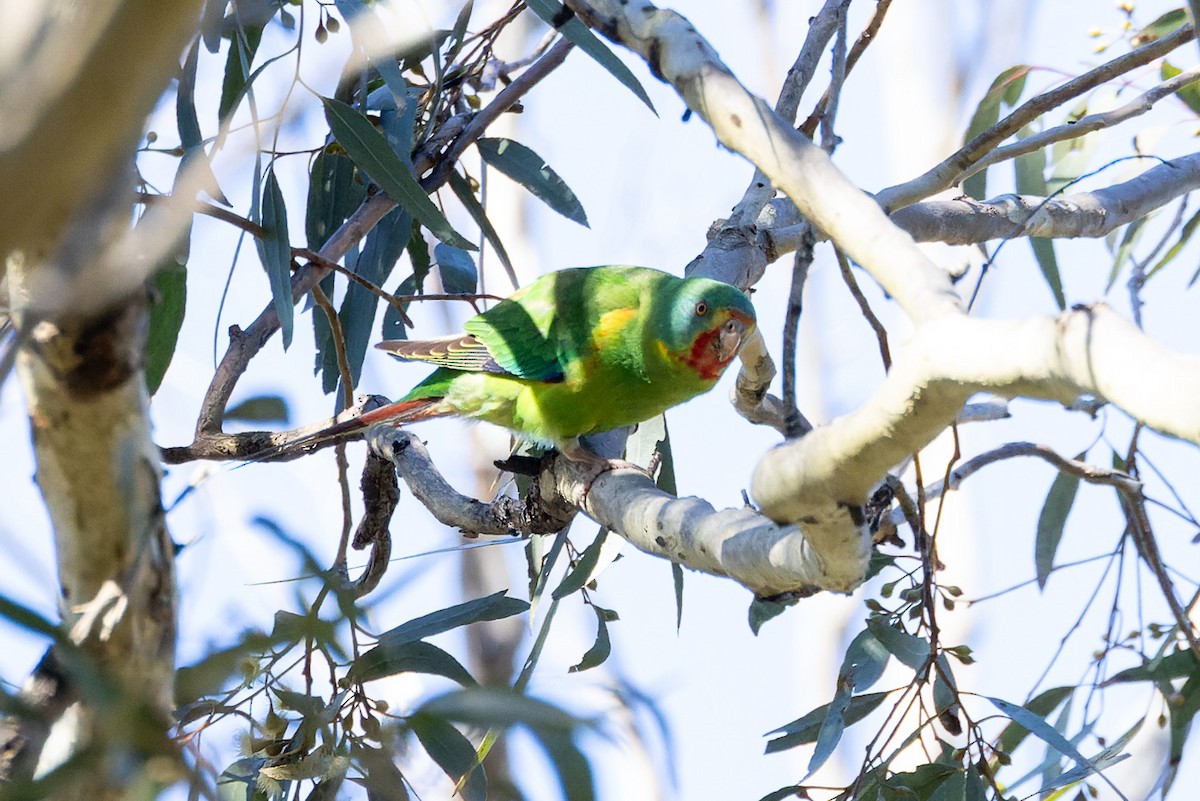 Swift Parrot - ML620806635