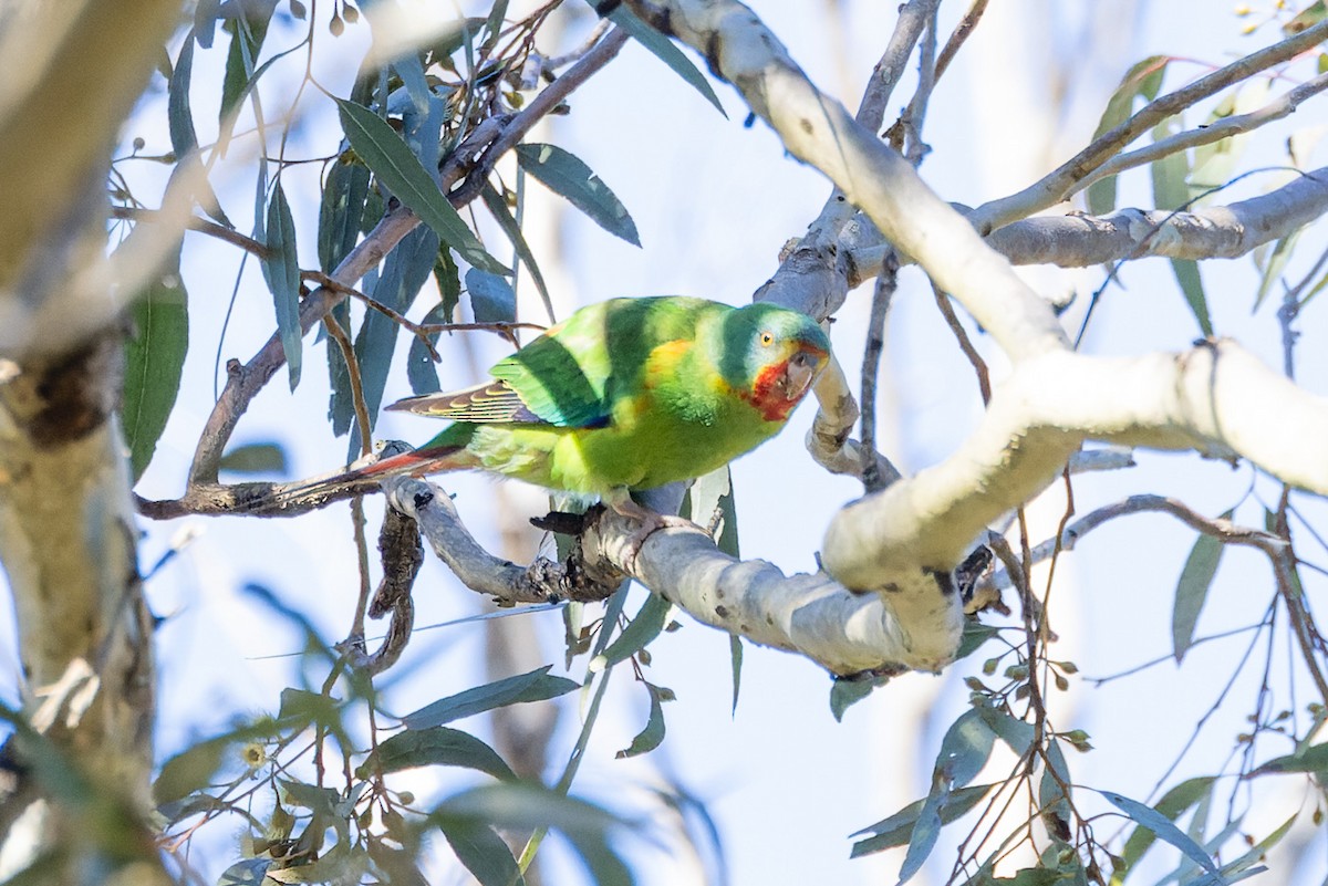 Swift Parrot - ML620806636