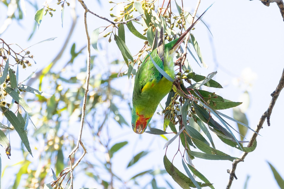 Swift Parrot - Steve Popple