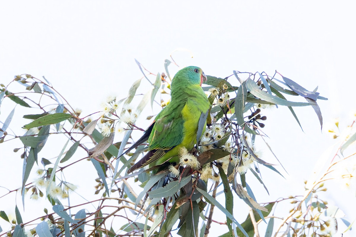 Swift Parrot - ML620806640