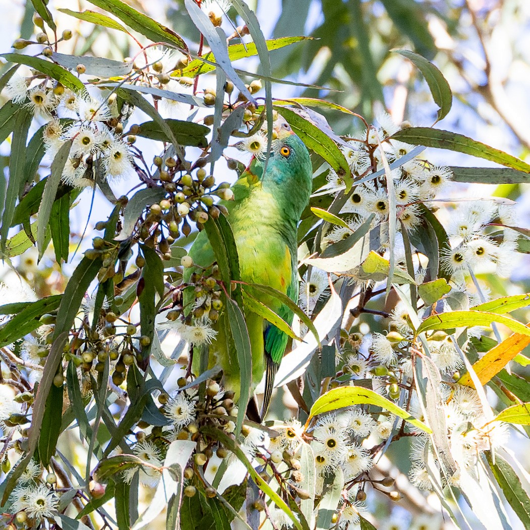 Swift Parrot - ML620806642