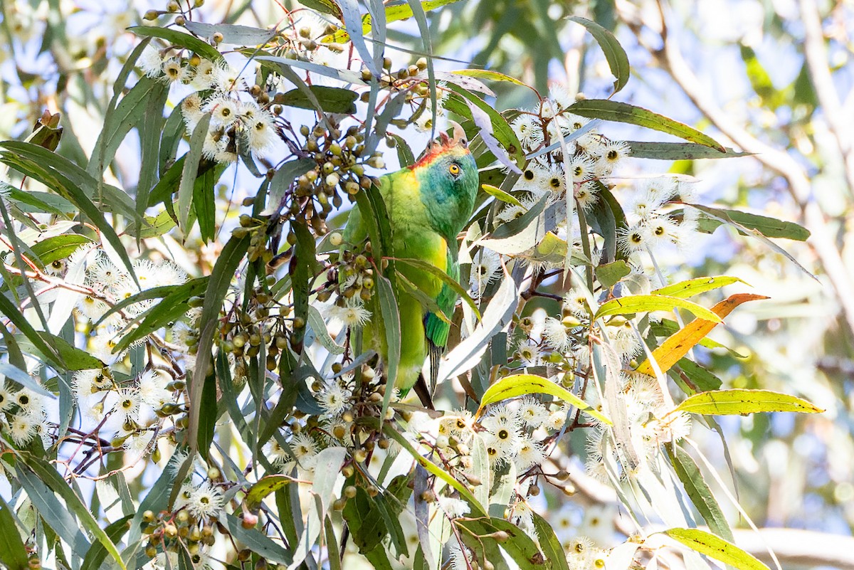 Swift Parrot - ML620806645