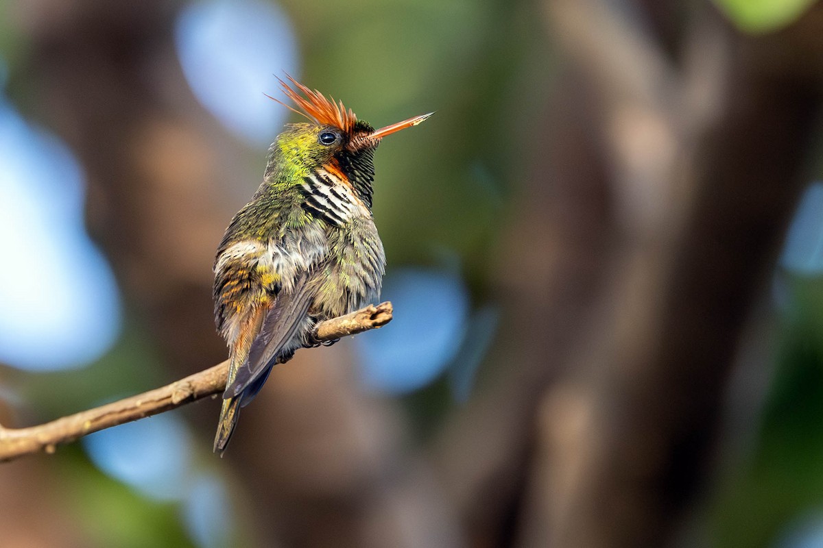 Frilled Coquette - ML620806655