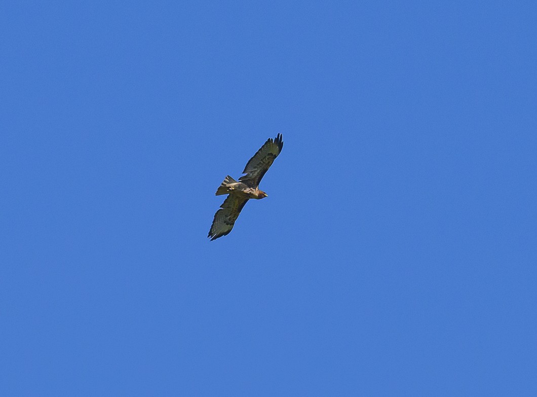 Red-tailed Hawk - ML620806656