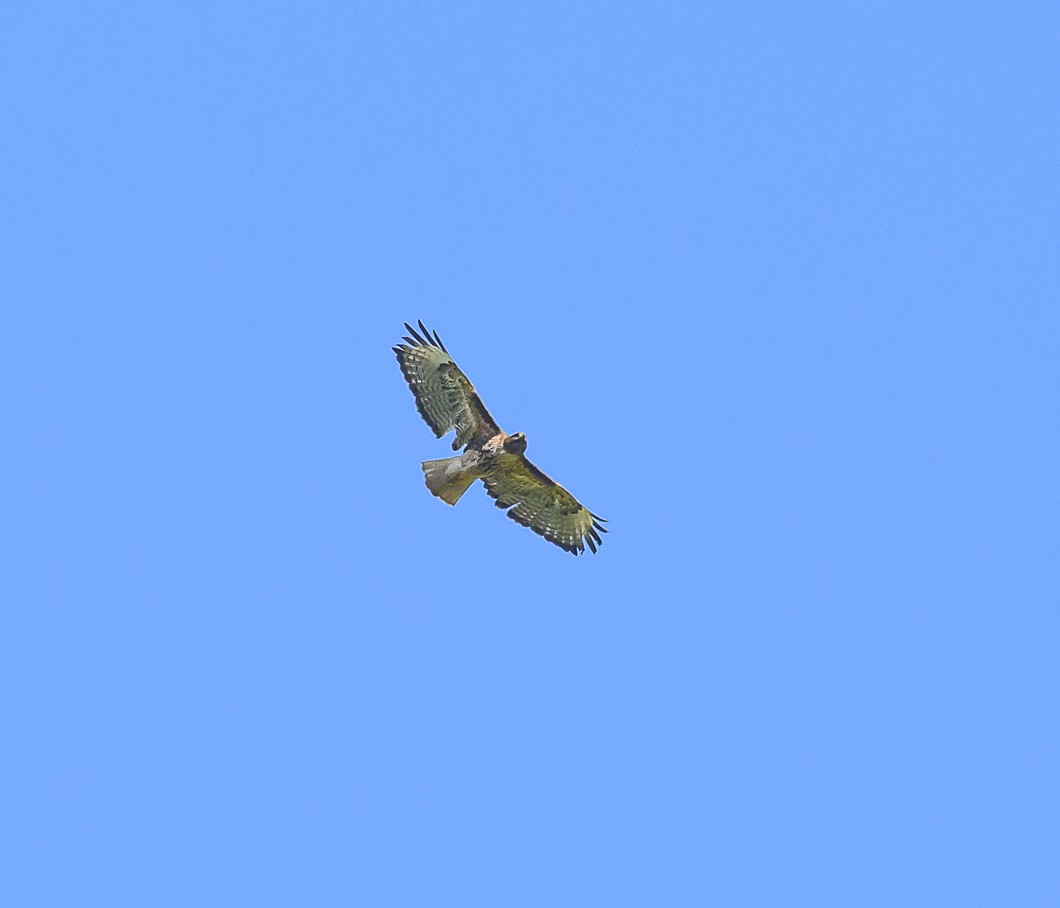 Red-tailed Hawk - ML620806657