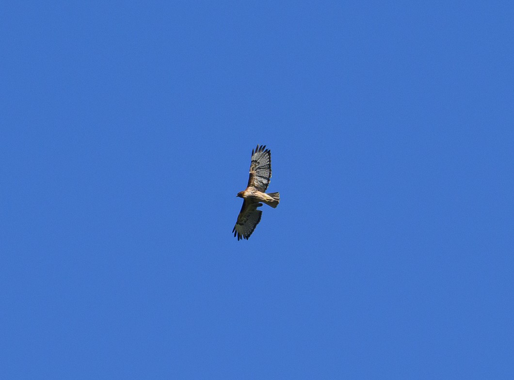 Red-tailed Hawk - ML620806658