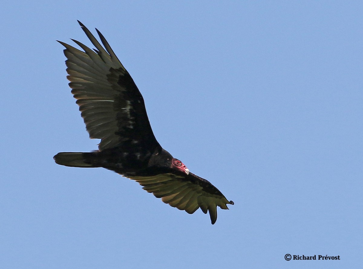 Turkey Vulture - ML620806659