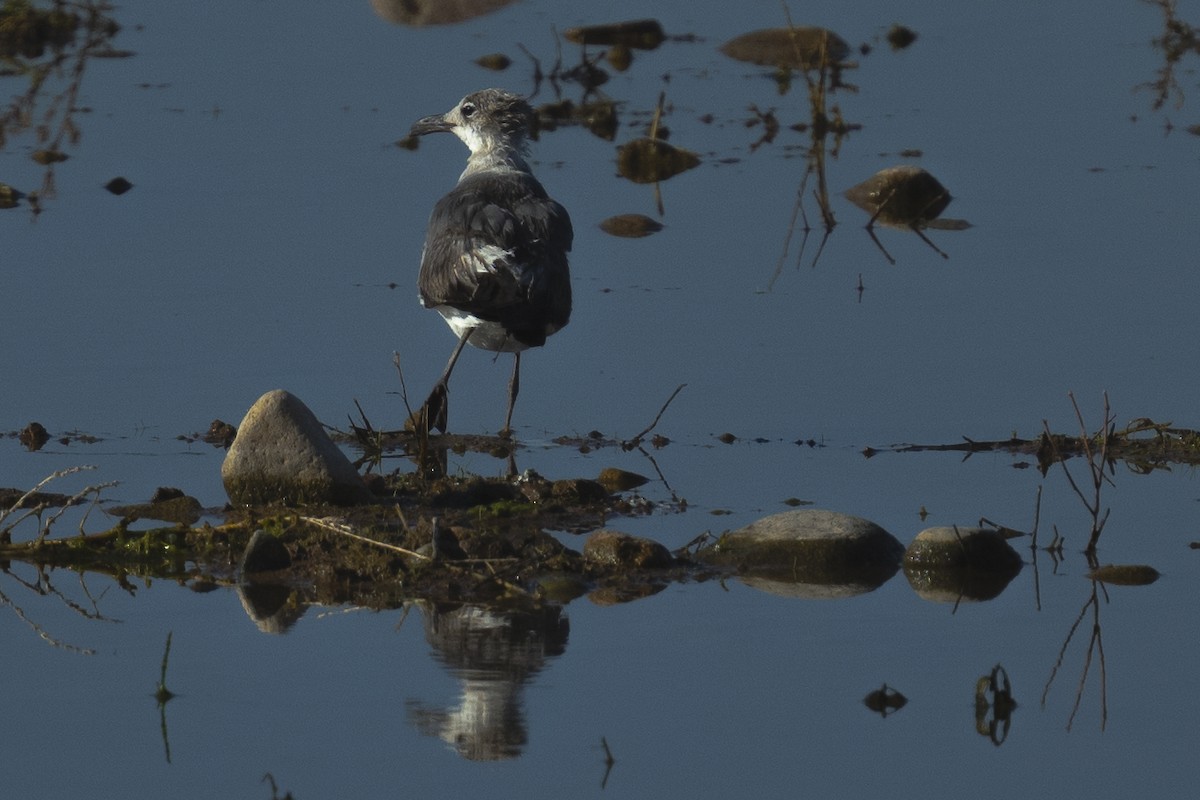 Mouette atricille - ML620806663