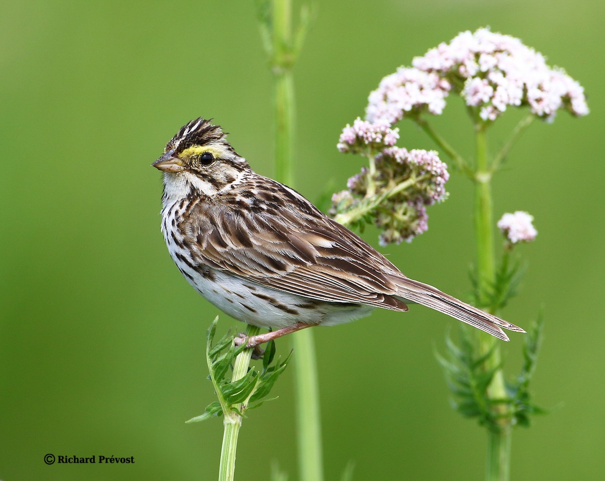 Savannah Sparrow - ML620806665