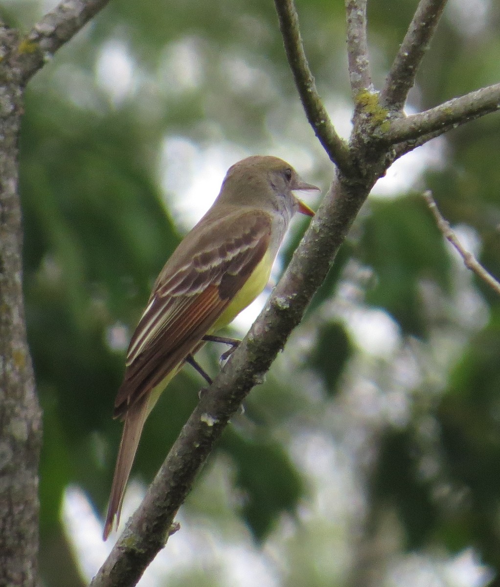 Great Crested Flycatcher - ML620806666